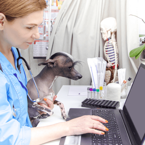A veterinarian reviewing the documents from translation services that ensure clear communication in animal health.